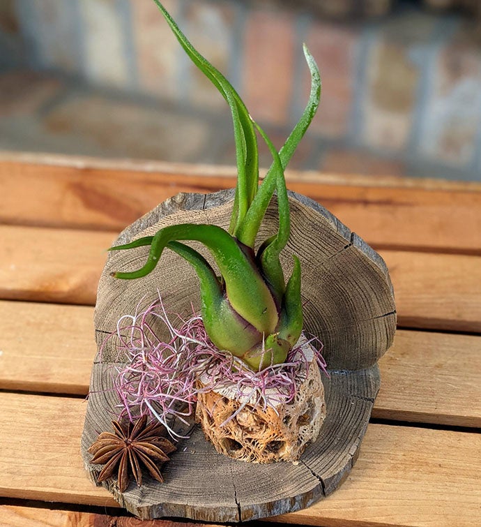Unique Air Plant In A Handcrafted Cypress Cholla Wood Setting